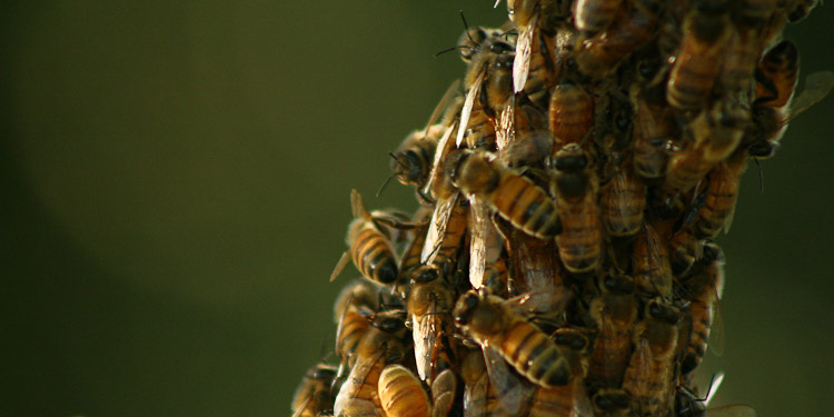 Hive Mind