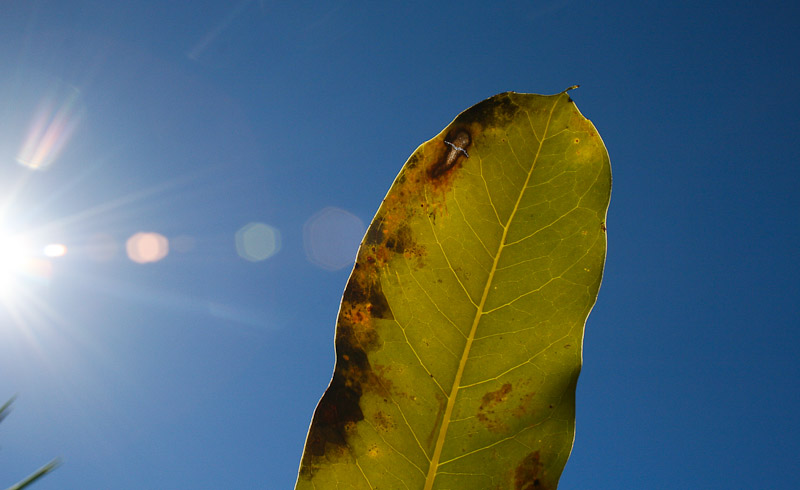 Photosynthesis